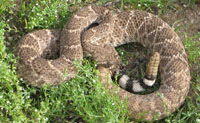 Western Diamondback Snake